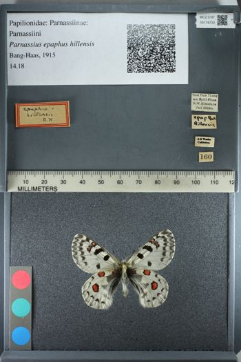Media type: image;   Entomology 174733